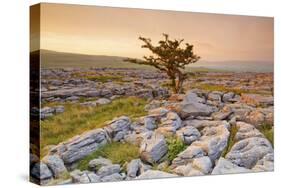 Uk, United Kingdom, England, North Yorkshire, Ingleton. the Trees Grow on a Plateau of Limestone.-Alessandro Carboni-Stretched Canvas