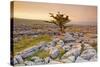 Uk, United Kingdom, England, North Yorkshire, Ingleton. the Trees Grow on a Plateau of Limestone.-Alessandro Carboni-Stretched Canvas