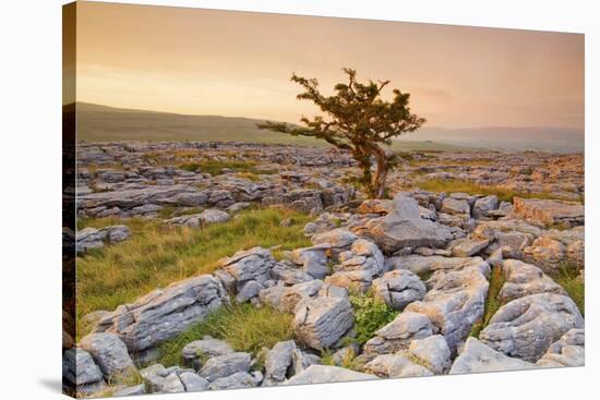 Uk, United Kingdom, England, North Yorkshire, Ingleton. the Trees Grow on a Plateau of Limestone.-Alessandro Carboni-Stretched Canvas