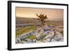 Uk, United Kingdom, England, North Yorkshire, Ingleton. the Trees Grow on a Plateau of Limestone.-Alessandro Carboni-Framed Photographic Print