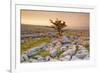 Uk, United Kingdom, England, North Yorkshire, Ingleton. the Trees Grow on a Plateau of Limestone.-Alessandro Carboni-Framed Photographic Print