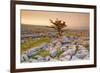 Uk, United Kingdom, England, North Yorkshire, Ingleton. the Trees Grow on a Plateau of Limestone.-Alessandro Carboni-Framed Photographic Print