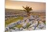 Uk, United Kingdom, England, North Yorkshire, Ingleton. the Trees Grow on a Plateau of Limestone.-Alessandro Carboni-Mounted Photographic Print