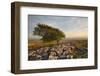 Uk, United Kingdom, England, North Yorkshire, Ingleton. the Trees Grow on a Plateau of Limestone.-Alessandro Carboni-Framed Photographic Print