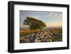 Uk, United Kingdom, England, North Yorkshire, Ingleton. the Trees Grow on a Plateau of Limestone.-Alessandro Carboni-Framed Photographic Print