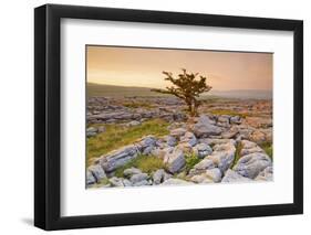 Uk, United Kingdom, England, North Yorkshire, Ingleton. the Trees Grow on a Plateau of Limestone.-Alessandro Carboni-Framed Photographic Print