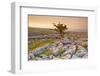 Uk, United Kingdom, England, North Yorkshire, Ingleton. the Trees Grow on a Plateau of Limestone.-Alessandro Carboni-Framed Photographic Print