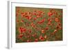 Uk. Wiltshire. Marlborough Downs. Poppies in the Evening Sun.-Niels Van Gijn-Framed Photographic Print