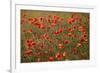 Uk. Wiltshire. Marlborough Downs. Poppies in the Evening Sun.-Niels Van Gijn-Framed Photographic Print