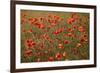 Uk. Wiltshire. Marlborough Downs. Poppies in the Evening Sun.-Niels Van Gijn-Framed Photographic Print