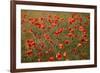 Uk. Wiltshire. Marlborough Downs. Poppies in the Evening Sun.-Niels Van Gijn-Framed Photographic Print