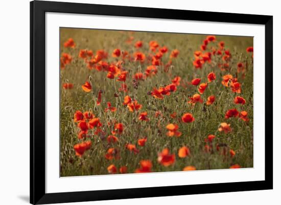 Uk. Wiltshire. Marlborough Downs. Poppies in the Evening Sun.-Niels Van Gijn-Framed Photographic Print