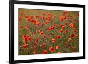 Uk. Wiltshire. Marlborough Downs. Poppies in the Evening Sun.-Niels Van Gijn-Framed Photographic Print