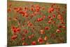 Uk. Wiltshire. Marlborough Downs. Poppies in the Evening Sun.-Niels Van Gijn-Mounted Photographic Print