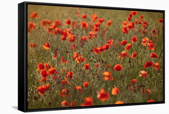 Uk. Wiltshire. Marlborough Downs. Poppies in the Evening Sun.-Niels Van Gijn-Framed Stretched Canvas