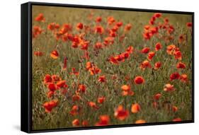 Uk. Wiltshire. Marlborough Downs. Poppies in the Evening Sun.-Niels Van Gijn-Framed Stretched Canvas