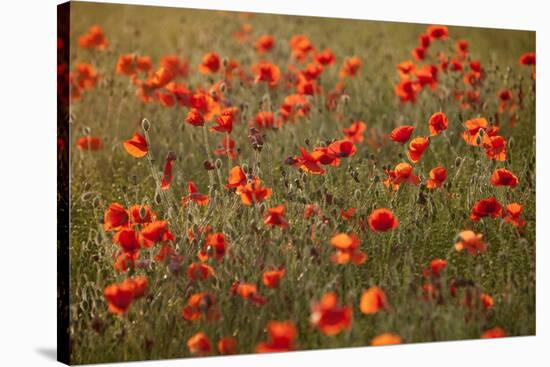 Uk. Wiltshire. Marlborough Downs. Poppies in the Evening Sun.-Niels Van Gijn-Stretched Canvas
