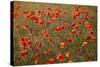 Uk. Wiltshire. Marlborough Downs. Poppies in the Evening Sun.-Niels Van Gijn-Stretched Canvas