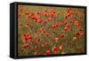 Uk. Wiltshire. Marlborough Downs. Poppies in the Evening Sun.-Niels Van Gijn-Framed Stretched Canvas