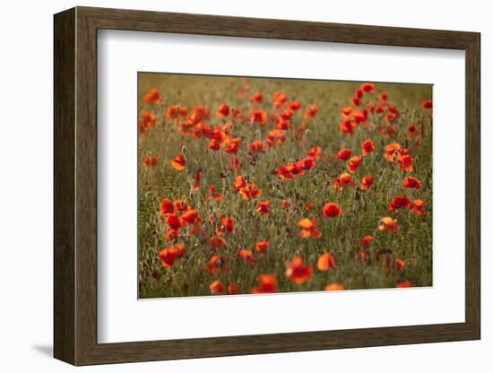 Uk. Wiltshire. Marlborough Downs. Poppies in the Evening Sun.-Niels Van Gijn-Framed Photographic Print