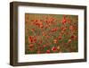 Uk. Wiltshire. Marlborough Downs. Poppies in the Evening Sun.-Niels Van Gijn-Framed Photographic Print