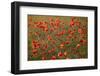 Uk. Wiltshire. Marlborough Downs. Poppies in the Evening Sun.-Niels Van Gijn-Framed Photographic Print