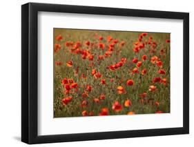 Uk. Wiltshire. Marlborough Downs. Poppies in the Evening Sun.-Niels Van Gijn-Framed Photographic Print