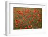 Uk. Wiltshire. Marlborough Downs. Poppies in the Evening Sun.-Niels Van Gijn-Framed Photographic Print