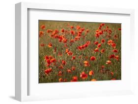 Uk. Wiltshire. Marlborough Downs. Poppies in the Evening Sun.-Niels Van Gijn-Framed Photographic Print