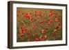 Uk. Wiltshire. Marlborough Downs. Poppies in the Evening Sun.-Niels Van Gijn-Framed Photographic Print