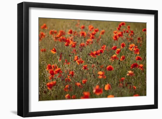 Uk. Wiltshire. Marlborough Downs. Poppies in the Evening Sun.-Niels Van Gijn-Framed Photographic Print