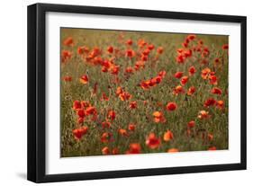 Uk. Wiltshire. Marlborough Downs. Poppies in the Evening Sun.-Niels Van Gijn-Framed Photographic Print