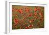 Uk. Wiltshire. Marlborough Downs. Poppies in the Evening Sun.-Niels Van Gijn-Framed Photographic Print