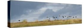 Uk; Yorkshire; a Covey of Grouse Fly Low and Fast over the Heather on Bingley and Ilkley Moor-John Warburton-lee-Stretched Canvas