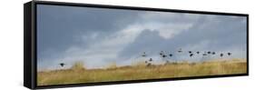 Uk; Yorkshire; a Covey of Grouse Fly Low and Fast over the Heather on Bingley and Ilkley Moor-John Warburton-lee-Framed Stretched Canvas