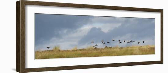 Uk; Yorkshire; a Covey of Grouse Fly Low and Fast over the Heather on Bingley and Ilkley Moor-John Warburton-lee-Framed Photographic Print