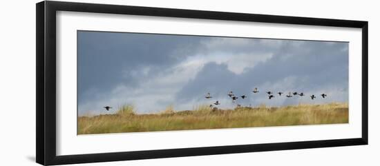 Uk; Yorkshire; a Covey of Grouse Fly Low and Fast over the Heather on Bingley and Ilkley Moor-John Warburton-lee-Framed Photographic Print