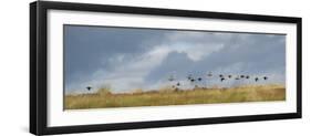 Uk; Yorkshire; a Covey of Grouse Fly Low and Fast over the Heather on Bingley and Ilkley Moor-John Warburton-lee-Framed Photographic Print