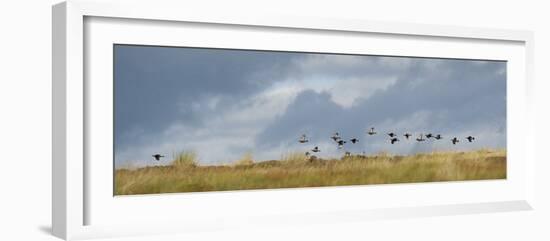 Uk; Yorkshire; a Covey of Grouse Fly Low and Fast over the Heather on Bingley and Ilkley Moor-John Warburton-lee-Framed Photographic Print