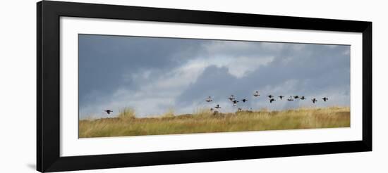 Uk; Yorkshire; a Covey of Grouse Fly Low and Fast over the Heather on Bingley and Ilkley Moor-John Warburton-lee-Framed Photographic Print