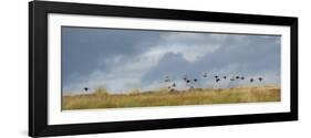 Uk; Yorkshire; a Covey of Grouse Fly Low and Fast over the Heather on Bingley and Ilkley Moor-John Warburton-lee-Framed Photographic Print