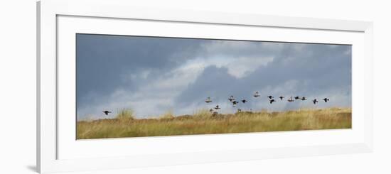 Uk; Yorkshire; a Covey of Grouse Fly Low and Fast over the Heather on Bingley and Ilkley Moor-John Warburton-lee-Framed Photographic Print