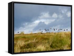 Uk; Yorkshire; a Covey of Grouse Fly Low and Fast over the Heather on Bingley and Ilkley Moor-John Warburton-lee-Framed Stretched Canvas