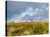 Uk; Yorkshire; a Covey of Grouse Fly Low and Fast over the Heather on Bingley and Ilkley Moor-John Warburton-lee-Stretched Canvas