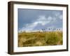 Uk; Yorkshire; a Covey of Grouse Fly Low and Fast over the Heather on Bingley and Ilkley Moor-John Warburton-lee-Framed Photographic Print