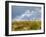 Uk; Yorkshire; a Covey of Grouse Fly Low and Fast over the Heather on Bingley and Ilkley Moor-John Warburton-lee-Framed Photographic Print