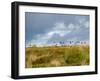 Uk; Yorkshire; a Covey of Grouse Fly Low and Fast over the Heather on Bingley and Ilkley Moor-John Warburton-lee-Framed Photographic Print