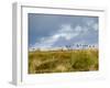 Uk; Yorkshire; a Covey of Grouse Fly Low and Fast over the Heather on Bingley and Ilkley Moor-John Warburton-lee-Framed Photographic Print