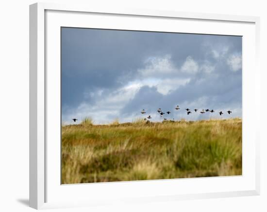 Uk; Yorkshire; a Covey of Grouse Fly Low and Fast over the Heather on Bingley and Ilkley Moor-John Warburton-lee-Framed Photographic Print