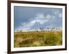 Uk; Yorkshire; a Covey of Grouse Fly Low and Fast over the Heather on Bingley and Ilkley Moor-John Warburton-lee-Framed Photographic Print